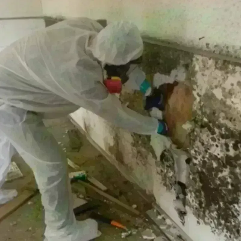 Mold Remediation and Removal in Millbrook, AL